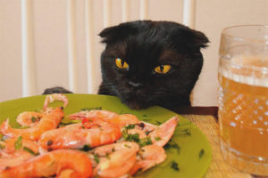 ¿Pueden los gatos dar camarones?