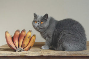 Est-il possible de chats et de chats bananes