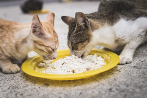 Est-il possible pour les chats et les chats de donner du riz