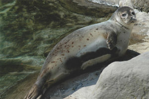 Foca de puerto