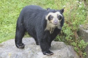 Oso de anteojos