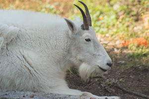 Chèvre des neiges