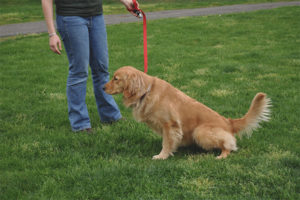 Le chien urine souvent