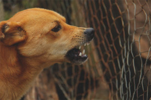 Il cane ringhia al proprietario