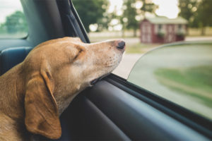 The dog is rocking in the car