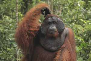 Orang-outan de Sumatra