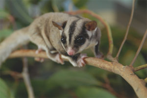 Ardilla voladora marsupial