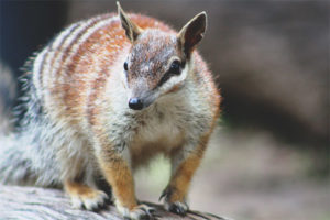 Oso hormiguero marsupial