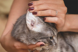 Il gatto ha orecchie sporche all'interno