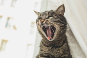 El gato perdió la voz