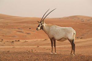 Oryx arabe