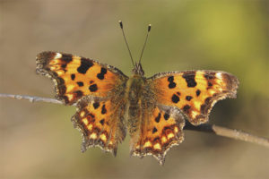 Butterfly wing