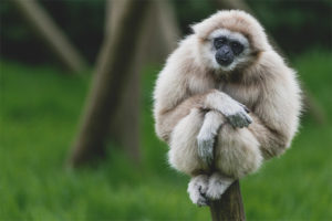 Gibbon à mains blanches