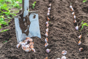 Cara memproses bawang putih sebelum menanam pada musim sejuk