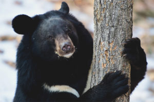 Oso del Himalaya