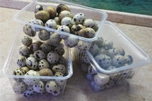 How to store quail eggs