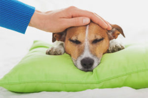 Cómo entender la temperatura de un perro