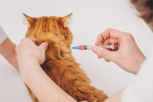 Comment administrer une injection au chat au garrot