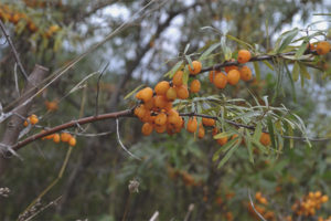 Come raccogliere l'olivello spinoso