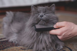 Cómo cuidar el pelo de gato