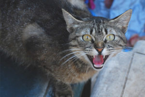 Kucing atau kucing mendesis pada pemiliknya