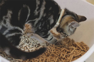 Chaton mange du remplissage de toilettes