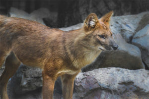 Loup rouge