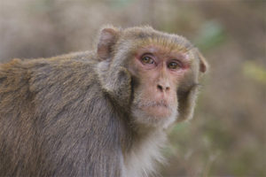 Macaque rhésus