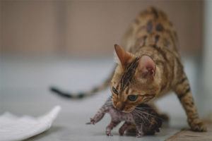 Perché un gatto morde i suoi cuccioli