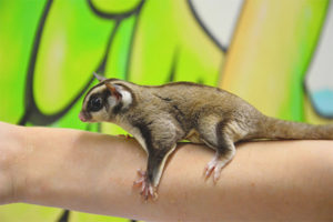 Zucchero Possum