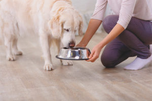 ¿Cuántas veces al día alimentar a un perro?