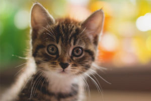 El gatito tiene un bigote roto.