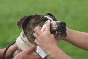 Il cane ha gli occhi acquosi