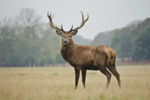 Cerf élaphe