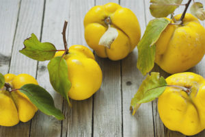 Japanese quince for the winter