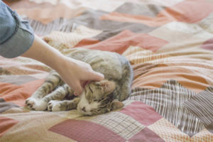 Comment sevrer un chat pour écrire sur un lit