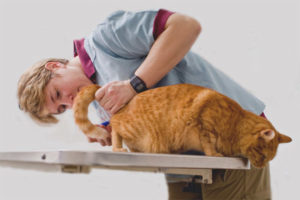 Come fare un clistere per un gatto