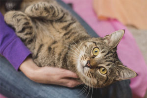 ¿Qué razas de gatos son las más cariñosas e inteligentes?