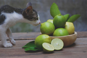 ¿Qué olor no puede soportar los gatos