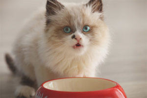 Quand les chatons commencent à manger seuls