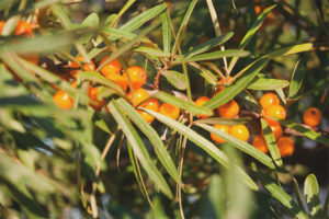 Quando raccogliere e come asciugare le foglie di olivello spinoso