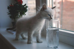 Anak kucing tidak minum air