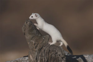 Weasel