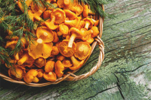 Chanterelles dari parasit