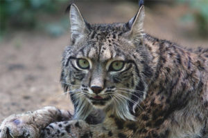 Lince ibérico