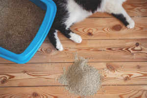 Perché il gatto va in bagno oltre il vassoio?