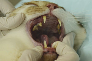 ¿Por qué los gatos pierden sus dientes?