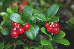 Quali sono utili foglie di mirtillo rosso