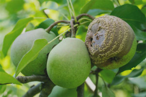 Las peras se pudren en un árbol