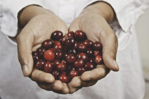 Cranberry untuk cystitis